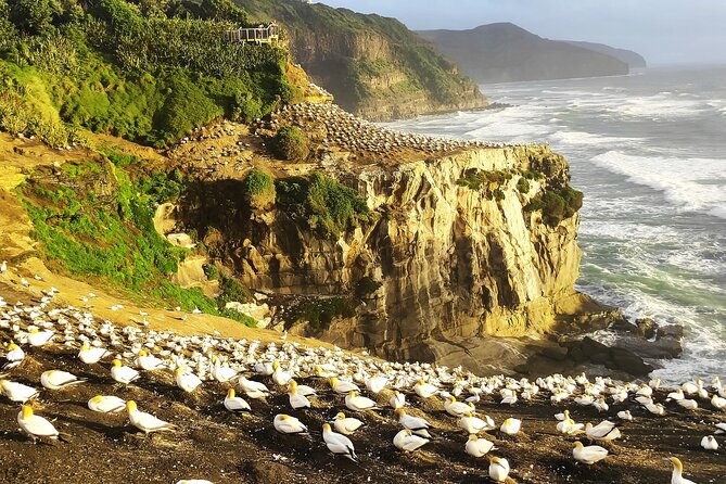 9 Day South to North Island NZ Private Tour from Queenstown - Private Door-to-Door Transport That Actually Saves Your Energy