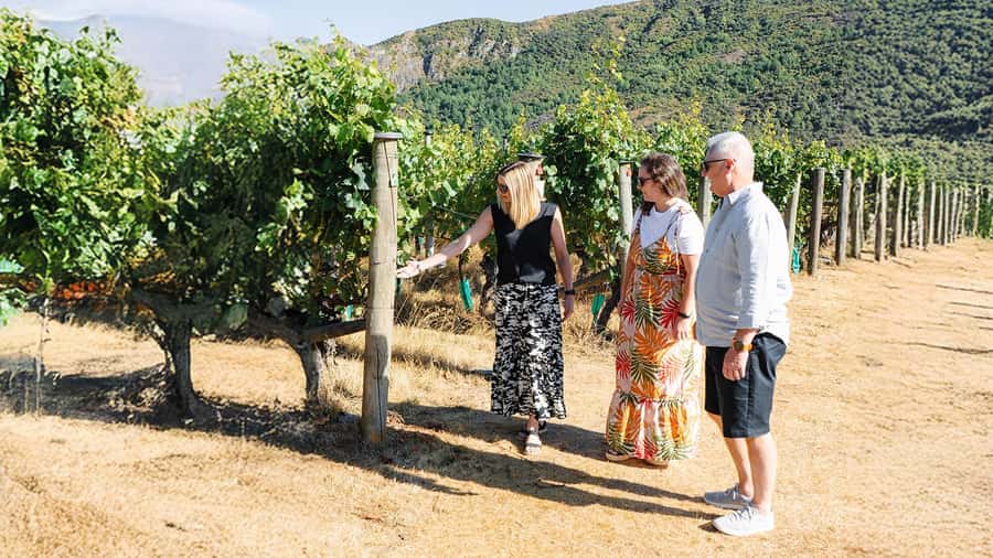 Boutique Winery Half-Day Tour & Vineyard Platter-Style Lunch - Central Otago’s Wine Weekender Feel Without the Full-Day Commitment