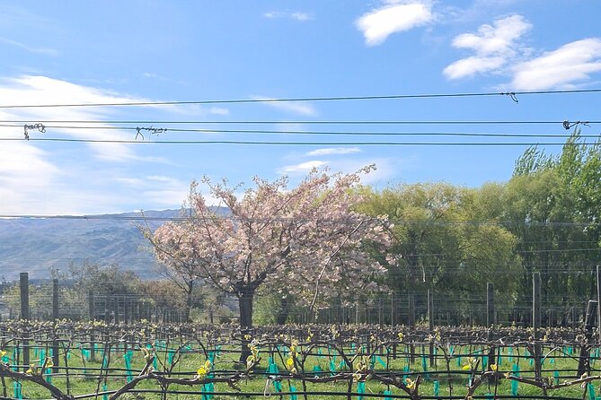 Cromwell Wine Tasting Tour using Classic Car - Small, practical things to know before you go