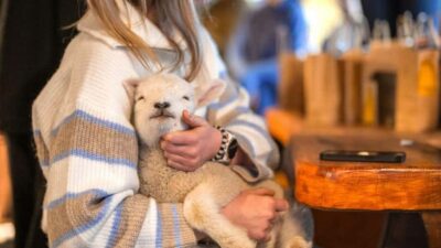 From Queenstown: Coach, Farm Tour & Milford Nature Cruise - The premium coach ride: comfort for a very long day