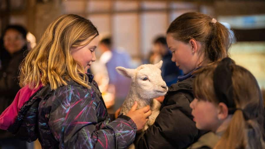 From Queenstown: Coach, Farm Tour & Milford Nature Cruise - Included food and breaks: where you’ll actually get to pause