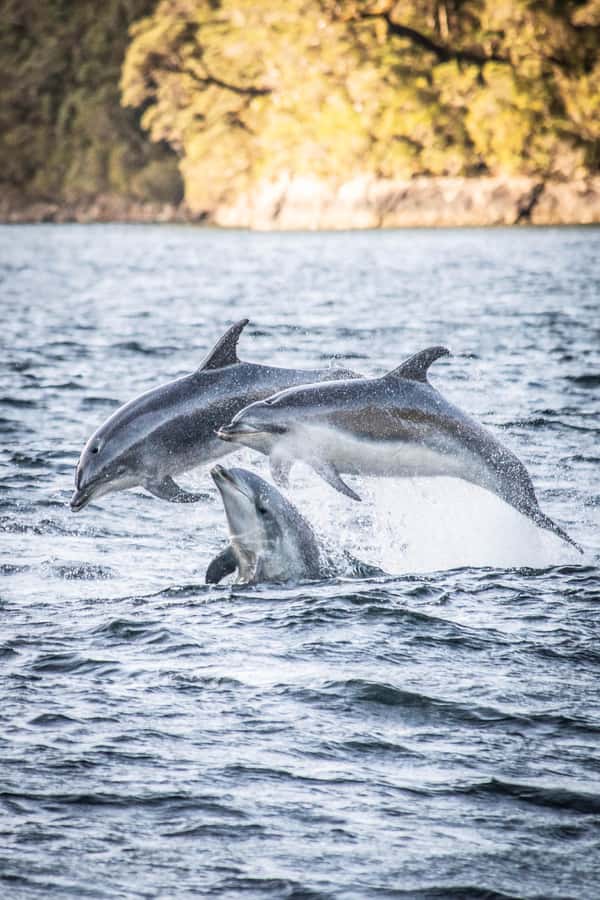 From Queenstown: Doubtful Sound Wilderness Day Trip - Why Doubtful Sound feels different from most day trips