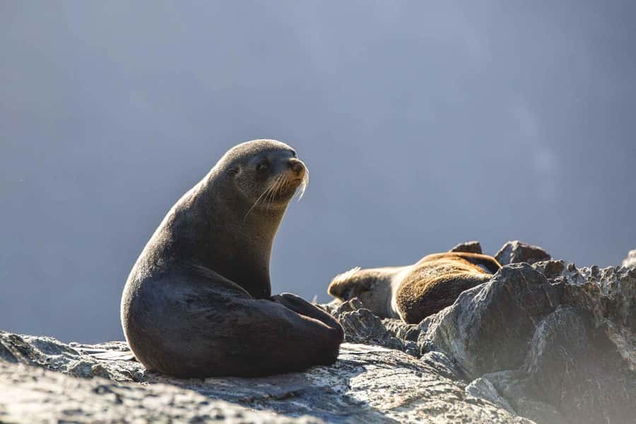 From Queenstown: Milford Sound Cruise and Coach Day Tour - Price and logistics: is $162 worth it for Milford Sound?