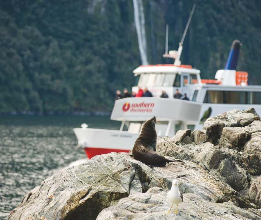 From Queenstown: Milford Sound Discover More Longest Cruise - Key Things Worth Getting Excited About