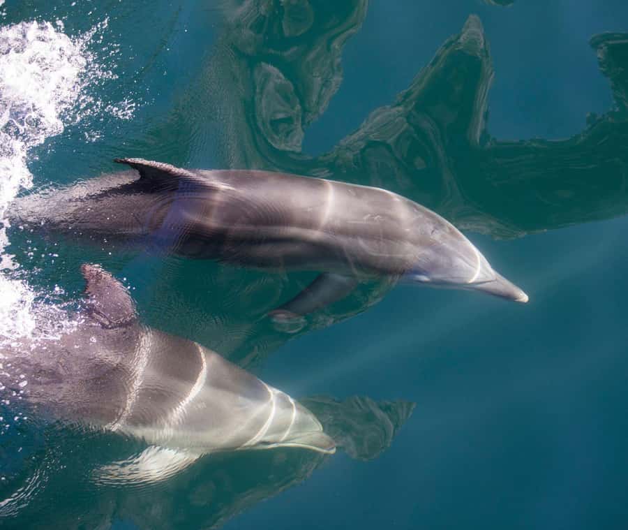 From Queenstown: Milford Sound Discover More Longest Cruise - Food and the Picnic Lunch Option