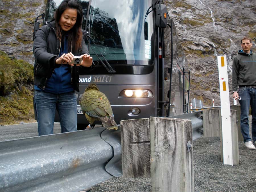 From Queenstown: Milford Sound Premium Day Tour and Cruise - Food and costs on a $170 day: what you’ll likely spend extra