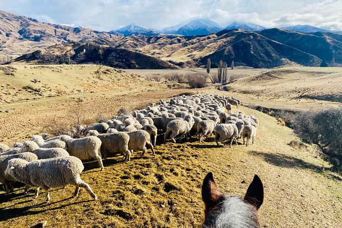 Gold Discovery Trail Horse Trek Cardrona - Most popular! - Guides Like Phoebe and Val: The Human Touch