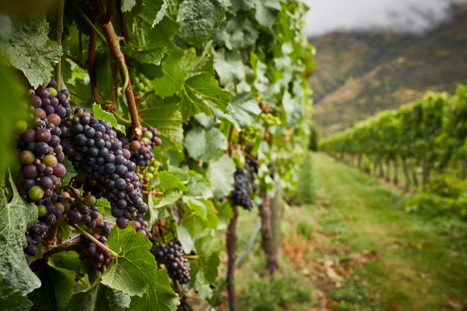 Gourmet Food and Wine Tour with Lunch and Wine Tastings - Old Cromwell and Arrowtown: small-town wandering with historical charm