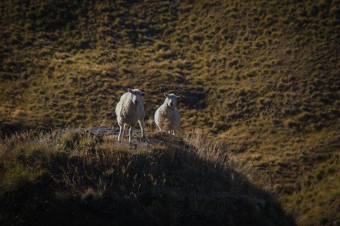 Half Day Queenstown & Beyond Private Scenic Photography Tour - Camera gear and rentals: bringing your own, or renting a Nikon