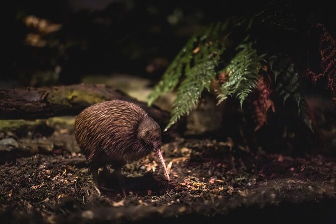 Kiwi Park Queenstown Admission - Key Highlights You Should Know Before You Go