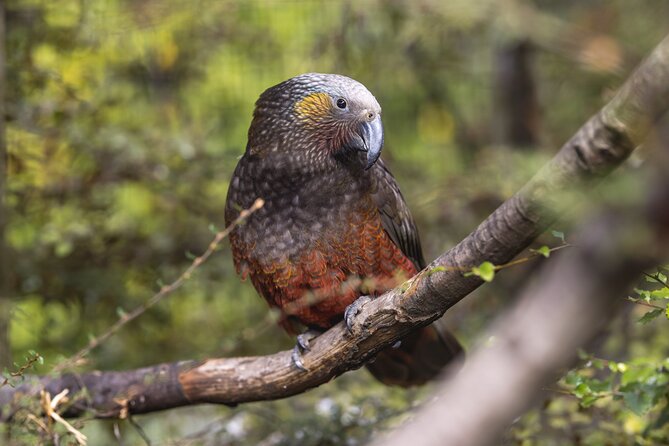 Kiwi Park Queenstown Admission - Tuatara Encounter and Native Bird Exhibits: More Than Just the Headline Act