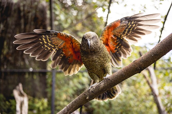 Kiwi Park Queenstown Admission - Self-Paced With a Complimentary Audio Tour (So You Can Move at Kiwi Speed)