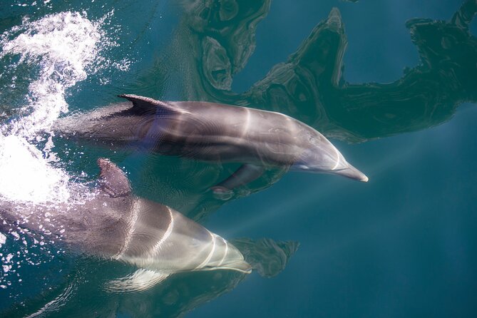 Milford Sound Coach & Extended Cruise from Queenstown - Nature Guide + Multilingual App: Stories That Keep You Oriented