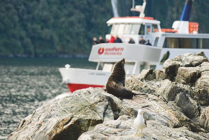 Milford Sound Coach & Extended Cruise from Queenstown - What’s Included, What Costs Extra, and How to Pack