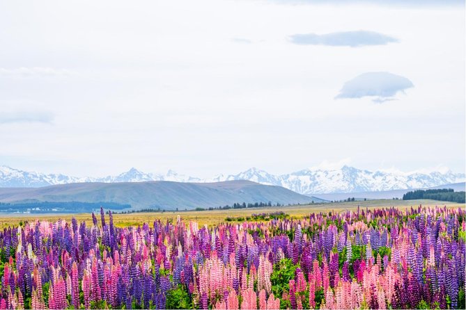 Mount Cook Day Tour from Queenstown - Coach comfort and group size: what the setup means for your day