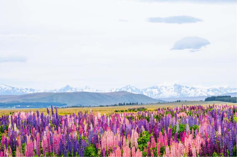 Mount Cook Full-Day Tour: Queenstown to Christchurch - The Road Breaks You’ll Actually Appreciate: Omarama and Beyond