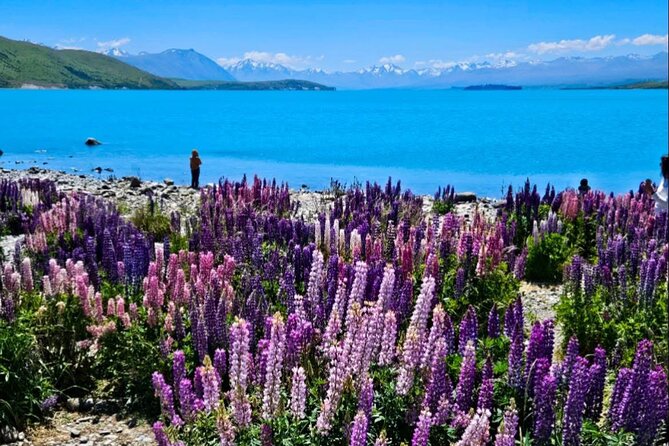 Mt. Cook Private Day Trip From Queenstown with Lake Tekapo - High Country Salmon: the break that’s more than a snack stop