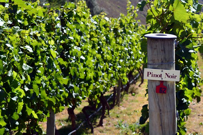 Queenstown Afternoon Wine Tour - Peregrine | Kinross | Amisfield - Stop-by-stop: Gibbston Valley to Peregrine to Kinross to Amisfield