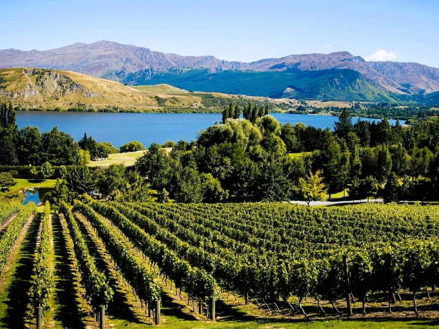 Queenstown, Arrowtown, Gibbston: Flexible Wine Hopper Tours - The Church at Mt Edward: a tasting room with a view and room to breathe