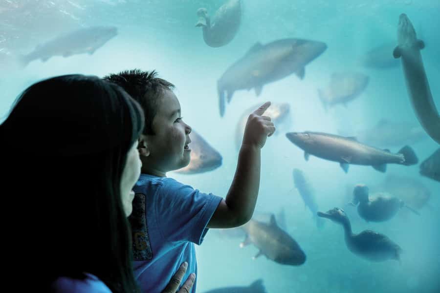 Queenstown: Hidden Underwater Theatre Experience - Where You Go: Main Town Pier, Time Tripper Kiosk, And Departures Every 30 Minutes