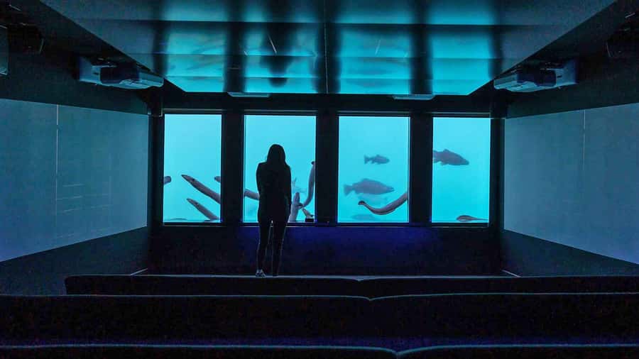 Queenstown: Hidden Underwater Theatre Experience - Price and Value: Why $8 Can Feel Like a Smart Queenstown Detour