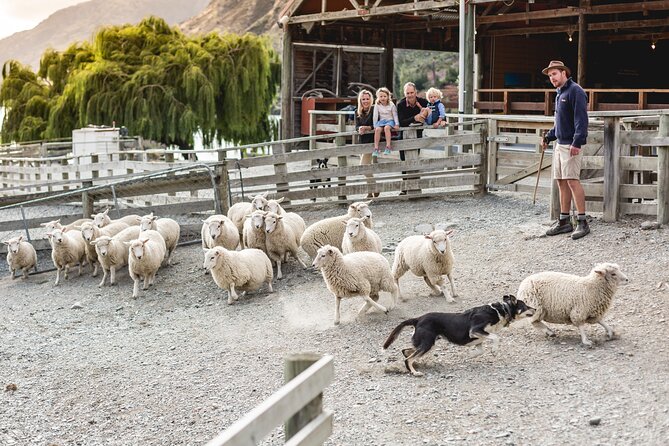 Queenstown Lake Cruise and Walter Peak Farm Adventure - Timing and How a 3.5-Hour Half-Day Feels in Real Life
