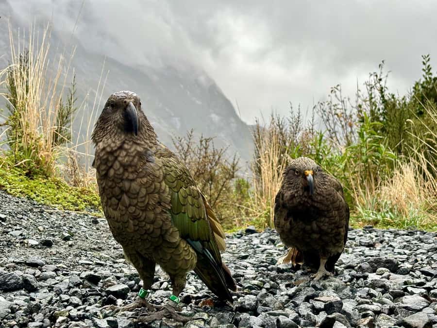 Queenstown: Milford Sound Small-Group Tour w Cruise & Lunch - Hollyford River and Mitre Peak views in the distance
