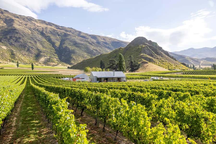 Queenstown: Original Premium Half-Day Gibbston Wine Tour - Guides in the spotlight: how the tastings become more than drinking