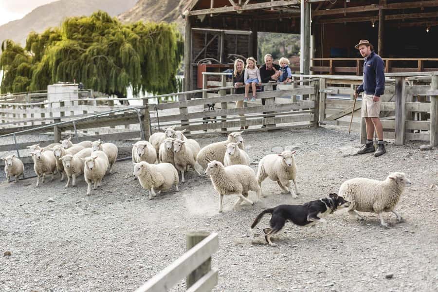 Queenstown: Queenstown Lake Cruise and Walter Peak Farm Tour - Queenstown Lake Cruise + Walter Peak: what this 3.5-hour rhythm feels like