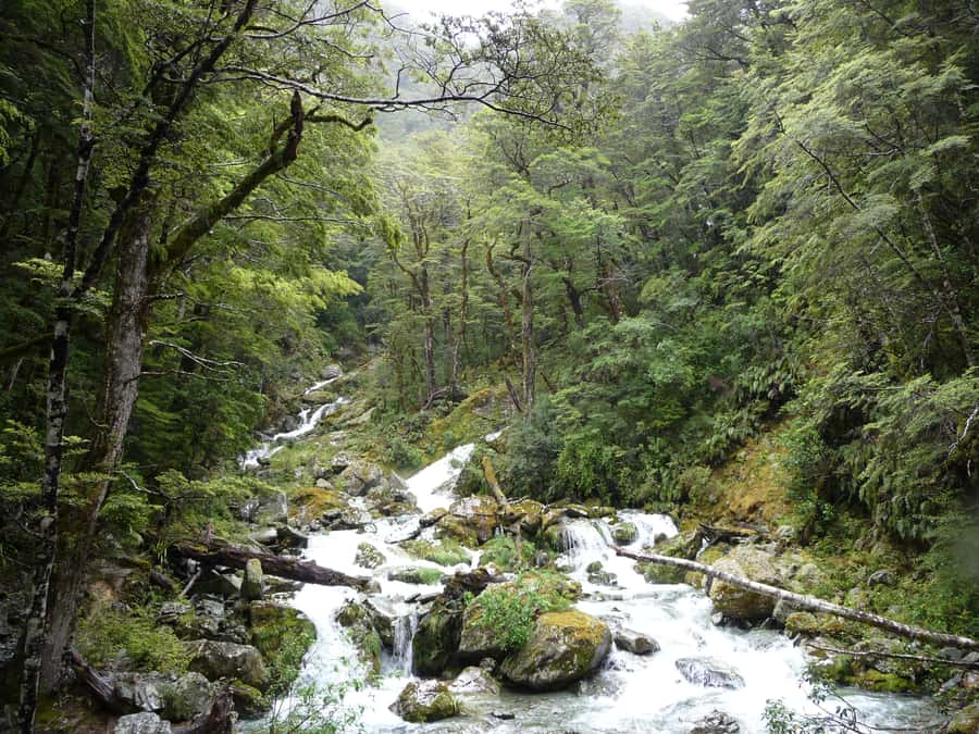 Queenstown: Routeburn Track Guided Full-Day Walk or Half Day - Half-day Routeburn: a lighter taste for families and easy-paced hikers