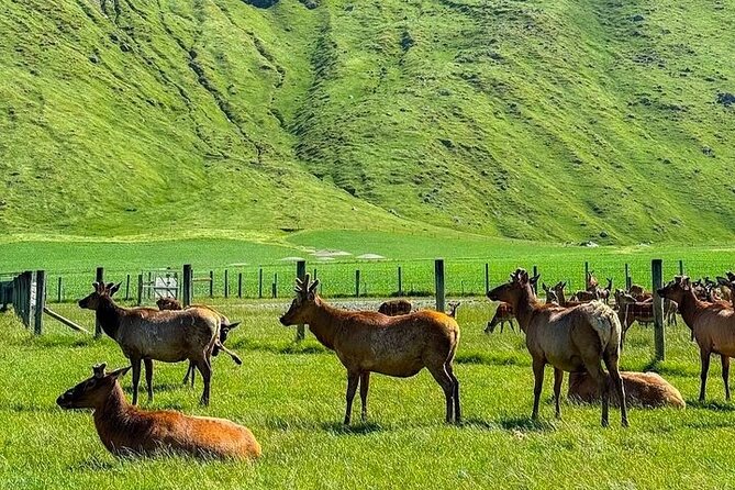 Queenstown to Christchurch One Way Tour Via Lake Tekapo & Mt Cook - What the private guide adds (and why names matter here)